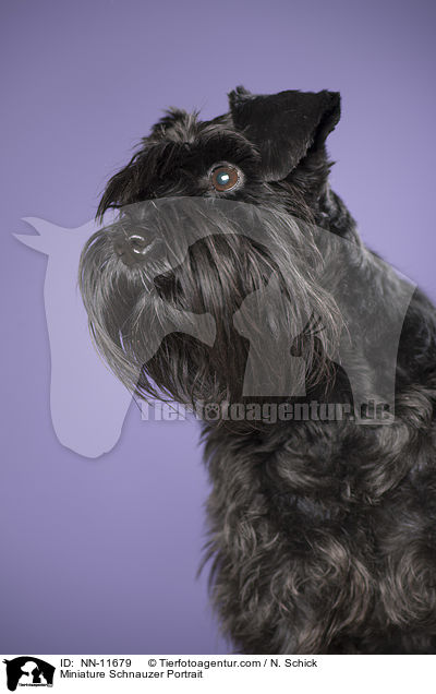 Zwergschnauzer Portrait / Miniature Schnauzer Portrait / NN-11679