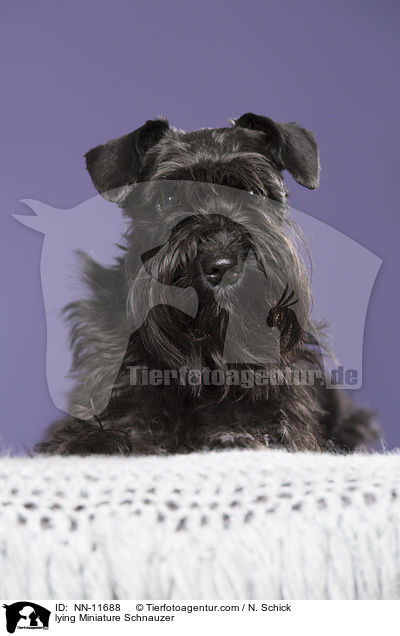 liegender Zwergschnauzer / lying Miniature Schnauzer / NN-11688