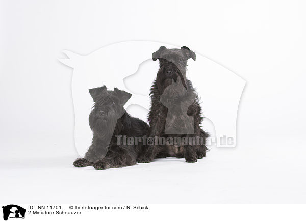 2 Miniature Schnauzer / NN-11701