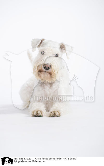 liegender Zwergschnauzer / lying Miniature Schnauzer / NN-13629