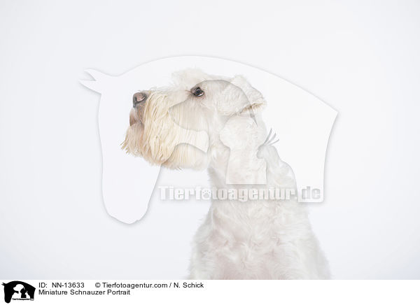 Zwergschnauzer Portrait / Miniature Schnauzer Portrait / NN-13633