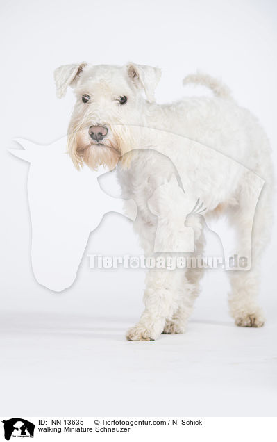 laufender Zwergschnauzer / walking Miniature Schnauzer / NN-13635