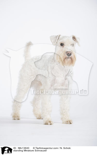 stehender Zwergschnauzer / standing Miniature Schnauzer / NN-13640