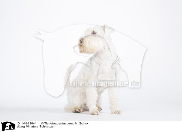 sitzender Zwergschnauzer / sitting Miniature Schnauzer / NN-13641