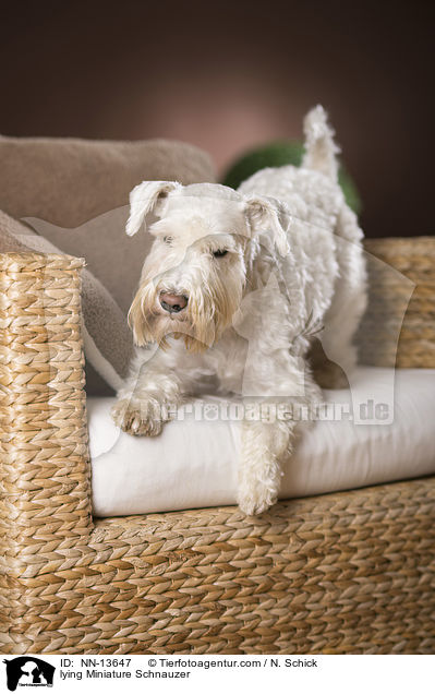 liegender Zwergschnauzer / lying Miniature Schnauzer / NN-13647