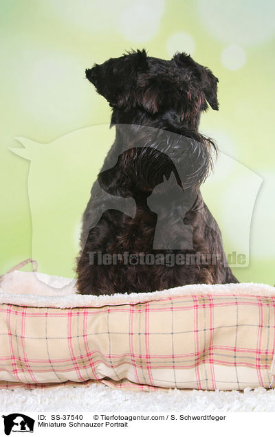 Miniature Schnauzer Portrait / SS-37540