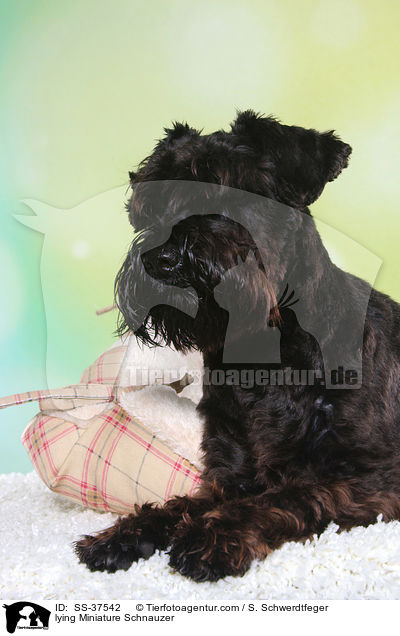 lying Miniature Schnauzer / SS-37542