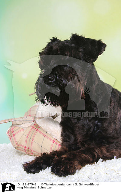 liegender Zwergschnauzer / lying Miniature Schnauzer / SS-37542