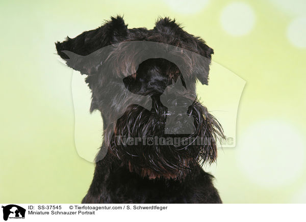 Miniature Schnauzer Portrait / SS-37545