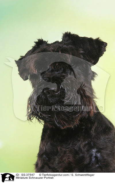 Zwergschnauzer Portrait / Miniature Schnauzer Portrait / SS-37547