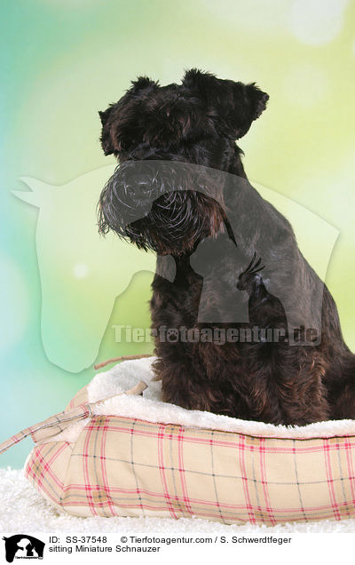 sitzender Zwergschnauzer / sitting Miniature Schnauzer / SS-37548