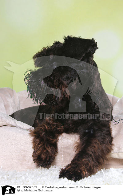 liegender Zwergschnauzer / lying Miniature Schnauzer / SS-37552