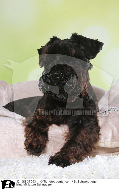 liegender Zwergschnauzer / lying Miniature Schnauzer / SS-37553