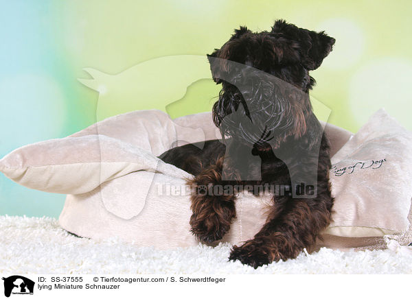 liegender Zwergschnauzer / lying Miniature Schnauzer / SS-37555