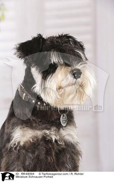 Zwergschnauzer Portrait / Miniature Schnauzer Portrait / RR-68564
