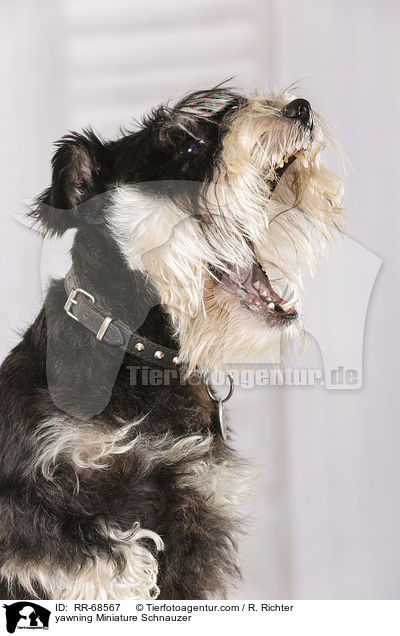 yawning Miniature Schnauzer / RR-68567