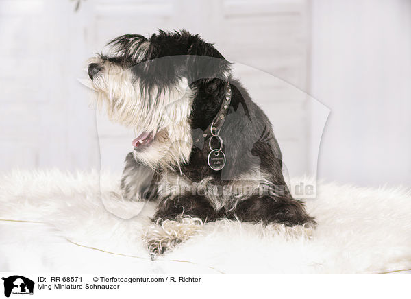 liegender Zwergschnauzer / lying Miniature Schnauzer / RR-68571