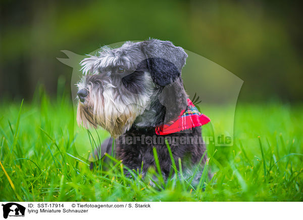 liegender Zwergschnauzer / lying Miniature Schnauzer / SST-17914