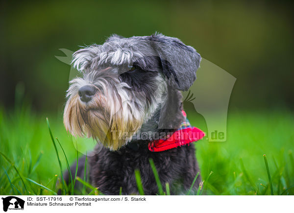 Miniature Schnauzer Portrait / SST-17916