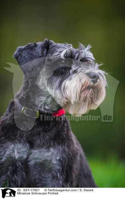 Miniature Schnauzer Portrait / SST-17921