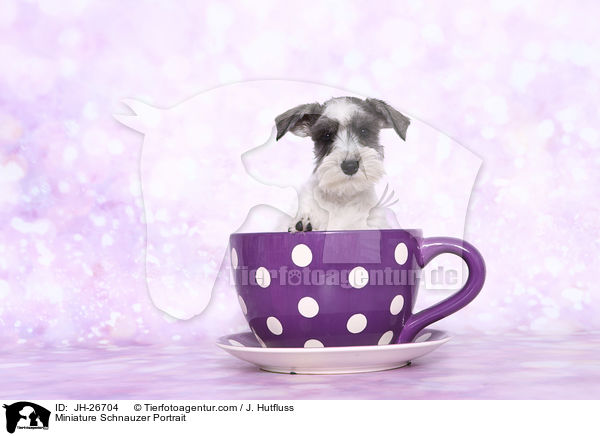 Zwergschnauzer Portrait / Miniature Schnauzer Portrait / JH-26704