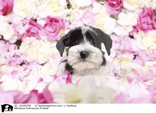 Miniature Schnauzer Portrait / JH-26708