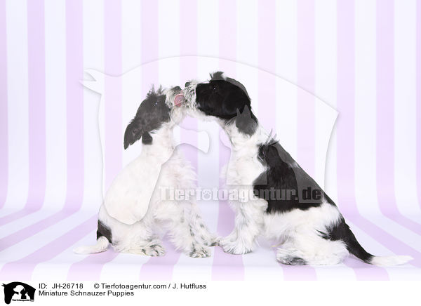 Miniature Schnauzer Puppies / JH-26718