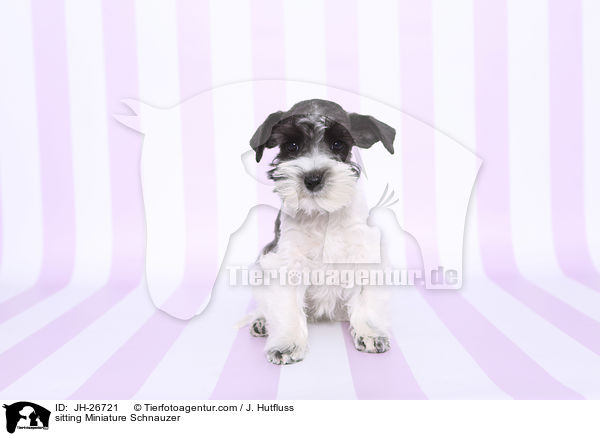 sitting Miniature Schnauzer / JH-26721