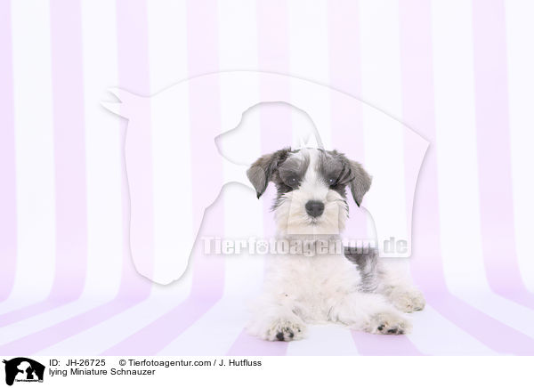 lying Miniature Schnauzer / JH-26725