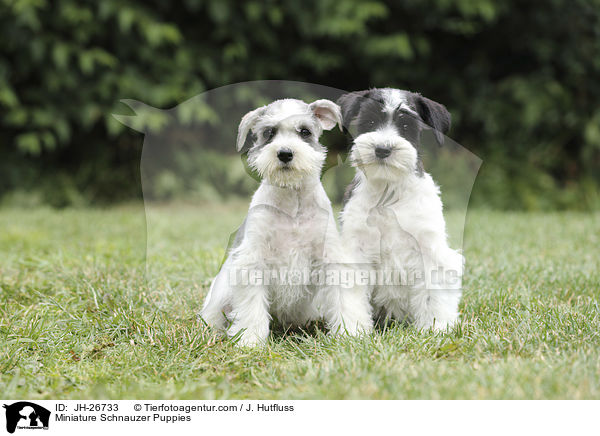 Miniature Schnauzer Puppies / JH-26733
