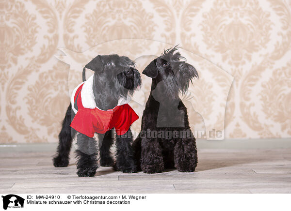 Zwergschnauzer mit Weihnaachtsdeko / Miniature schnauzer with Christmas decoration / MW-24910