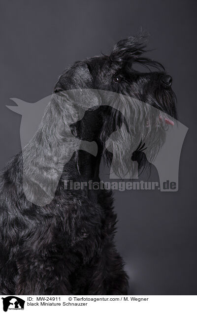 schwarzer Zwergschnauzer / black Miniature Schnauzer / MW-24911