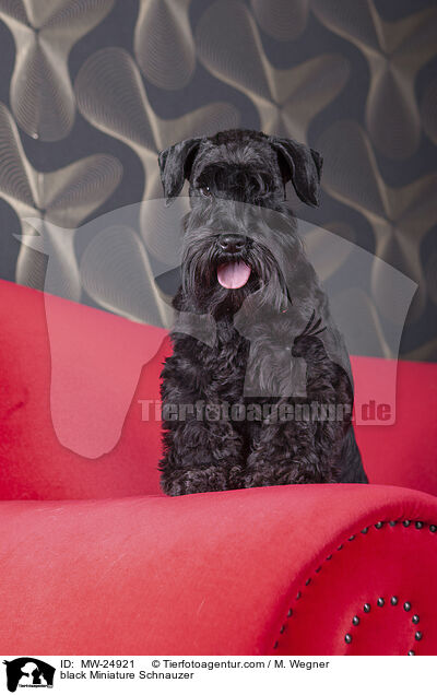 schwarzer Zwergschnauzer / black Miniature Schnauzer / MW-24921