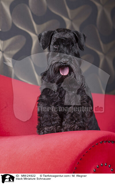 schwarzer Zwergschnauzer / black Miniature Schnauzer / MW-24922