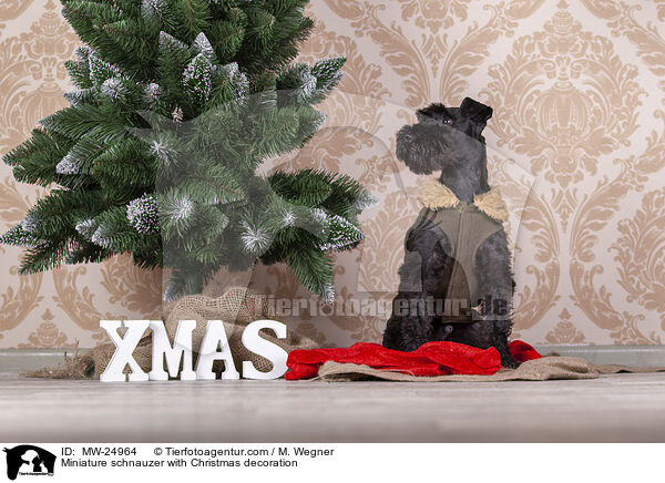 Zwergschnauzer mit Weihnaachtsdeko / Miniature schnauzer with Christmas decoration / MW-24964