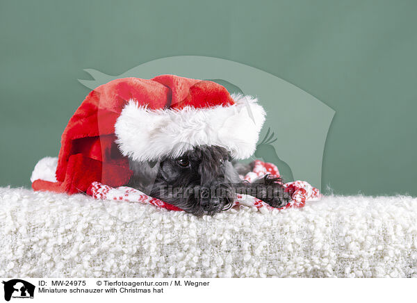 Zwergschnauzer mit Weihnachtsmtze / Miniature schnauzer with Christmas hat / MW-24975