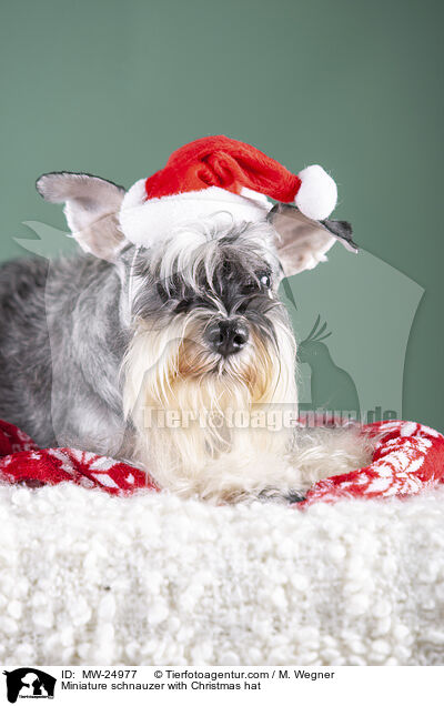 Zwergschnauzer mit Weihnachtsmtze / Miniature schnauzer with Christmas hat / MW-24977