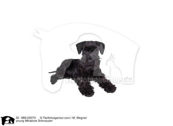 young Miniature Schnauzer / MW-25070