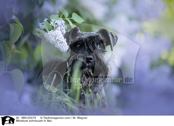 Miniature schnauzer in lilac / MW-25079