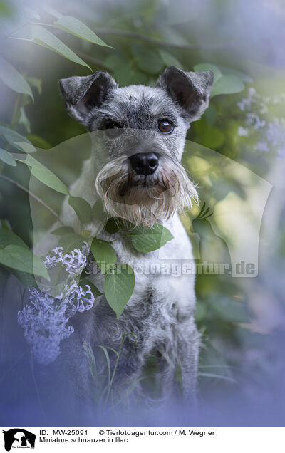 Miniature schnauzer in lilac / MW-25091