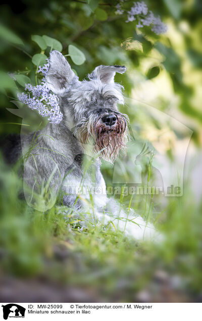 Zwergschnauzer im Flieder / Miniature schnauzer in lilac / MW-25099