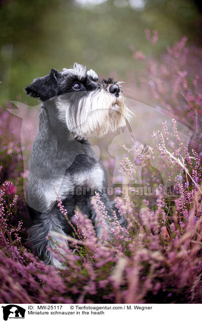 Zwergschnauzer in der Heide / Miniature schnauzer in the heath / MW-25117