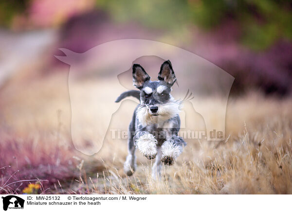 Zwergschnauzer in der Heide / Miniature schnauzer in the heath / MW-25132