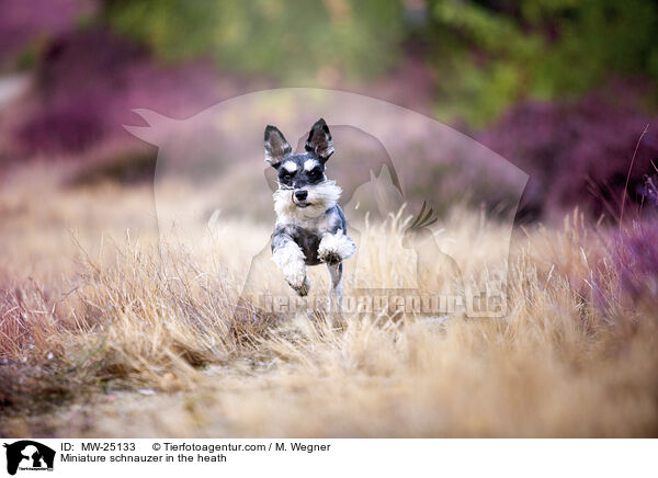 Zwergschnauzer in der Heide / Miniature schnauzer in the heath / MW-25133