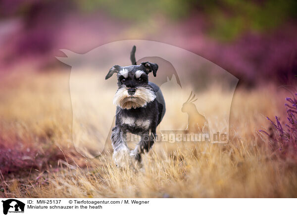 Zwergschnauzer in der Heide / Miniature schnauzer in the heath / MW-25137