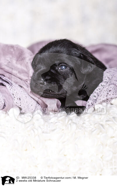 2 Wochen alter Zwergschnauzer Welpe / 2 weeks old Miniature Schnauzer / MW-25338