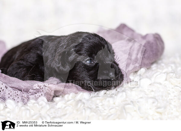 2 Wochen alter Zwergschnauzer Welpe / 2 weeks old Miniature Schnauzer / MW-25353