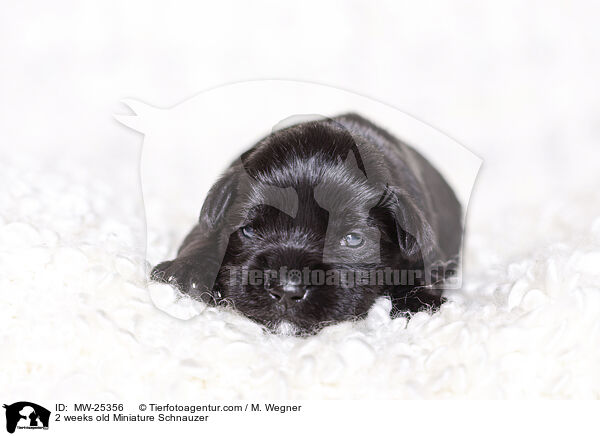 2 Wochen alter Zwergschnauzer Welpe / 2 weeks old Miniature Schnauzer / MW-25356