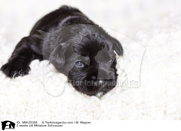 2 Wochen alter Zwergschnauzer Welpe / 2 weeks old Miniature Schnauzer / MW-25358