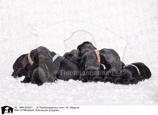 Zwergschnauzer Wurf / litter of Miniature Schnauzer puppies / MW-25361